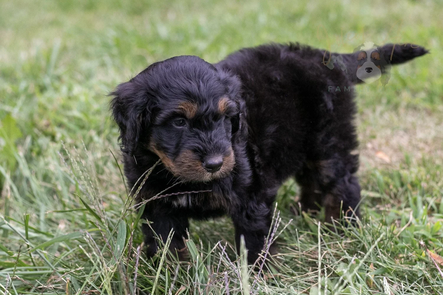 Olympic Bernedoodle Puppy-45.jpg