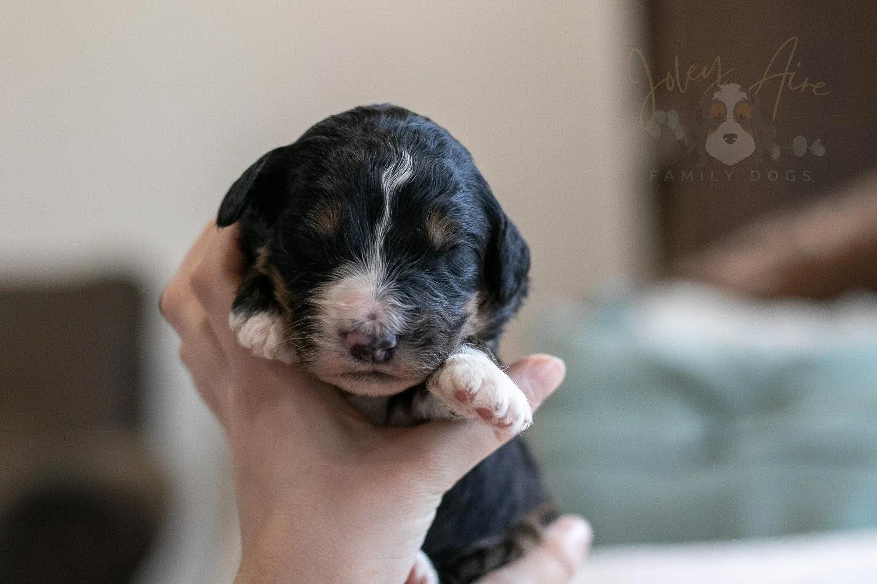 Hockey - Tri-color Male Bernedoodle Puppy