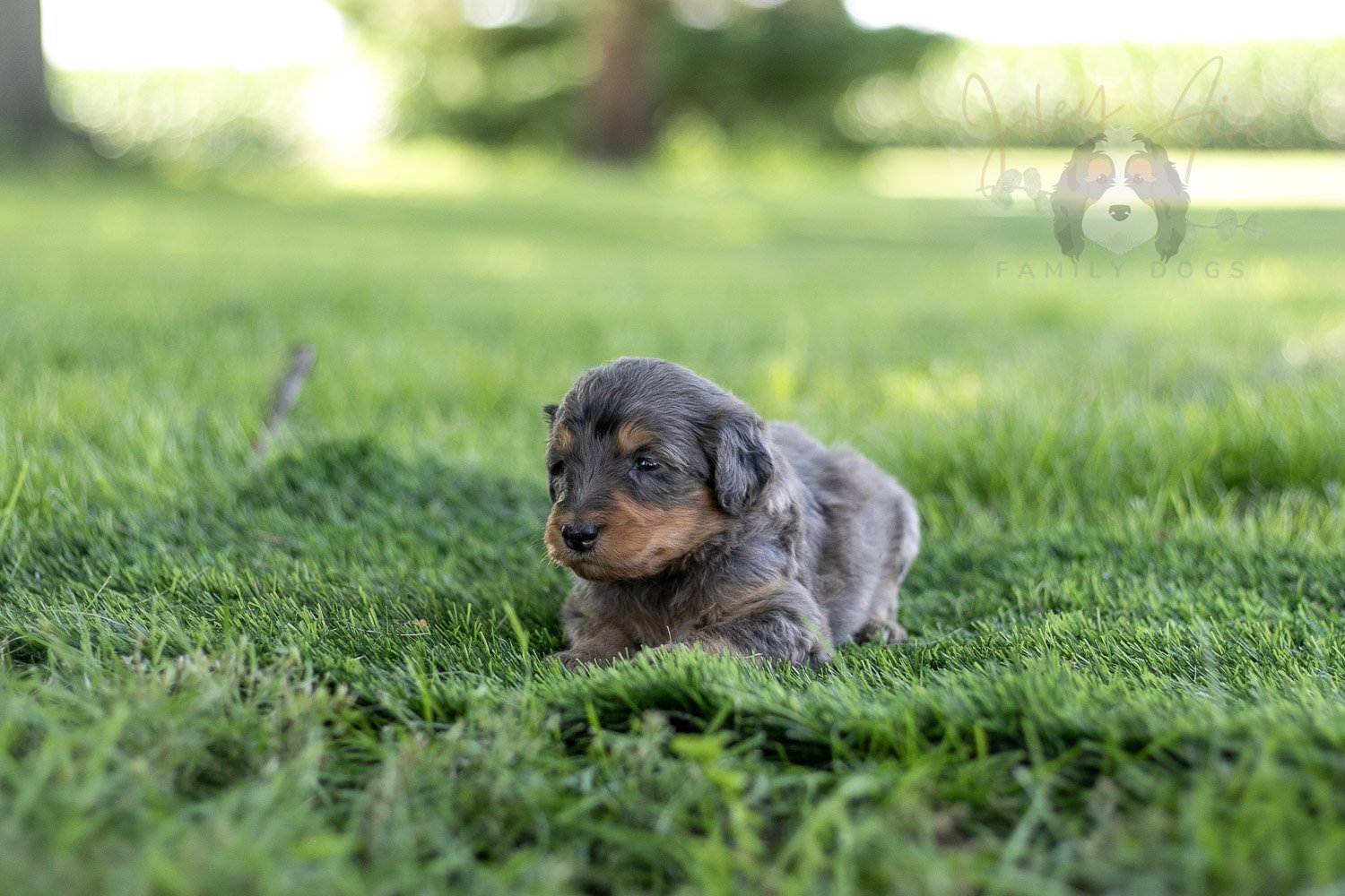 Josie Pye Bernedoodle Puppy-523.jpg