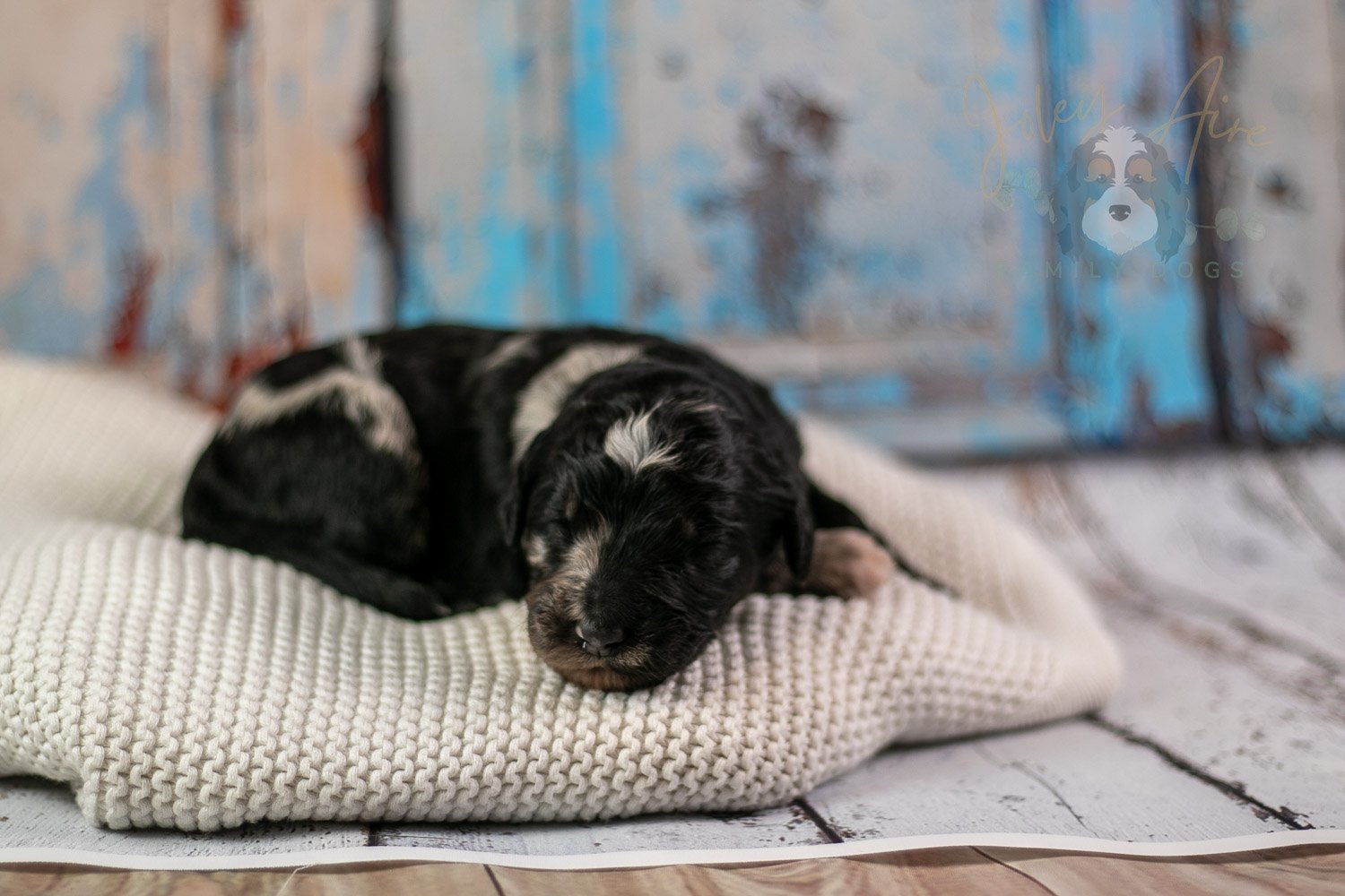 Bob Ross Bernedoodle Puppy-295.jpg