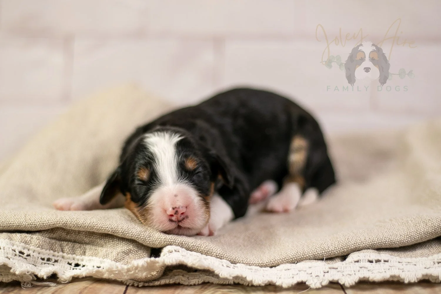 Zion Bernedoodle Puppy-121.jpg