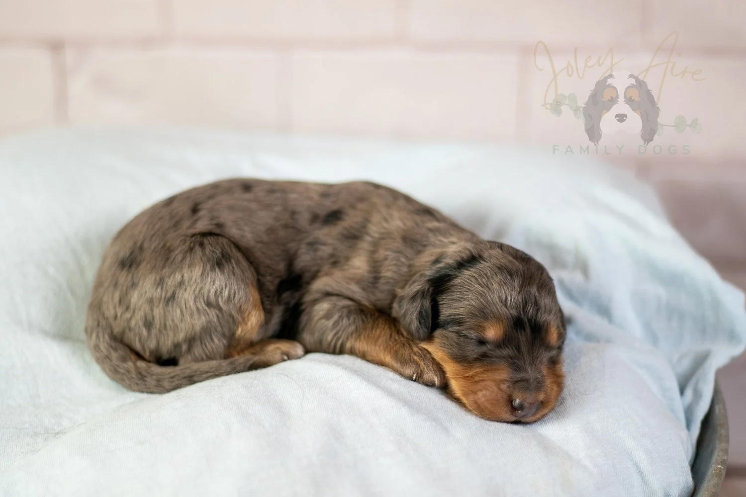 Josie Pye Bernedoodle Puppy-62.jpg