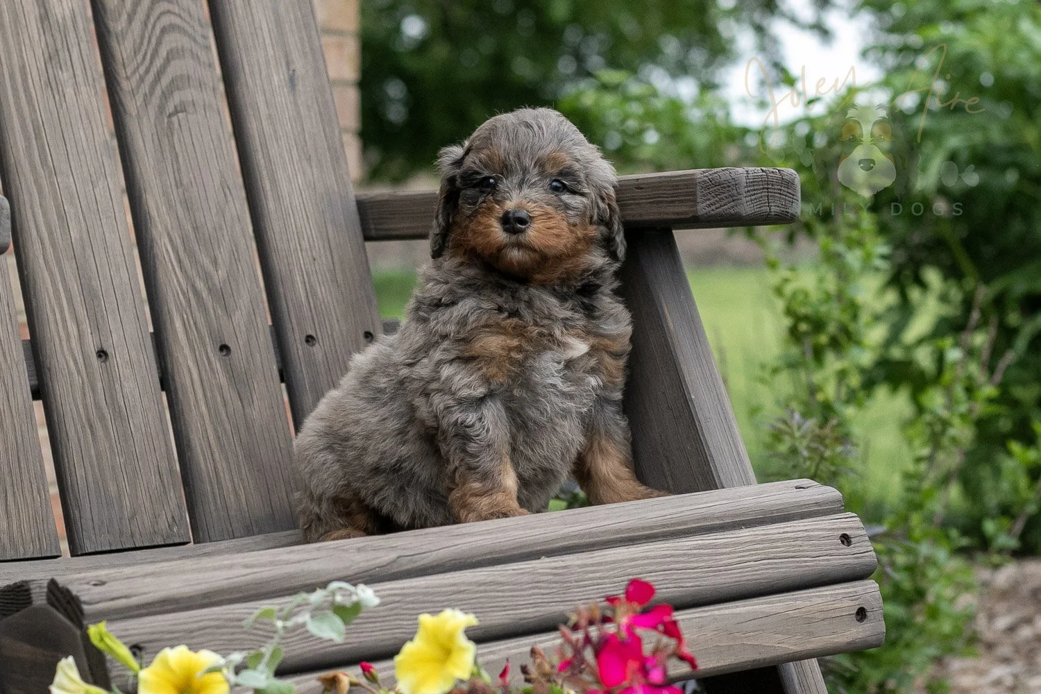 Flute Bernedoodle Puppy-16.jpg