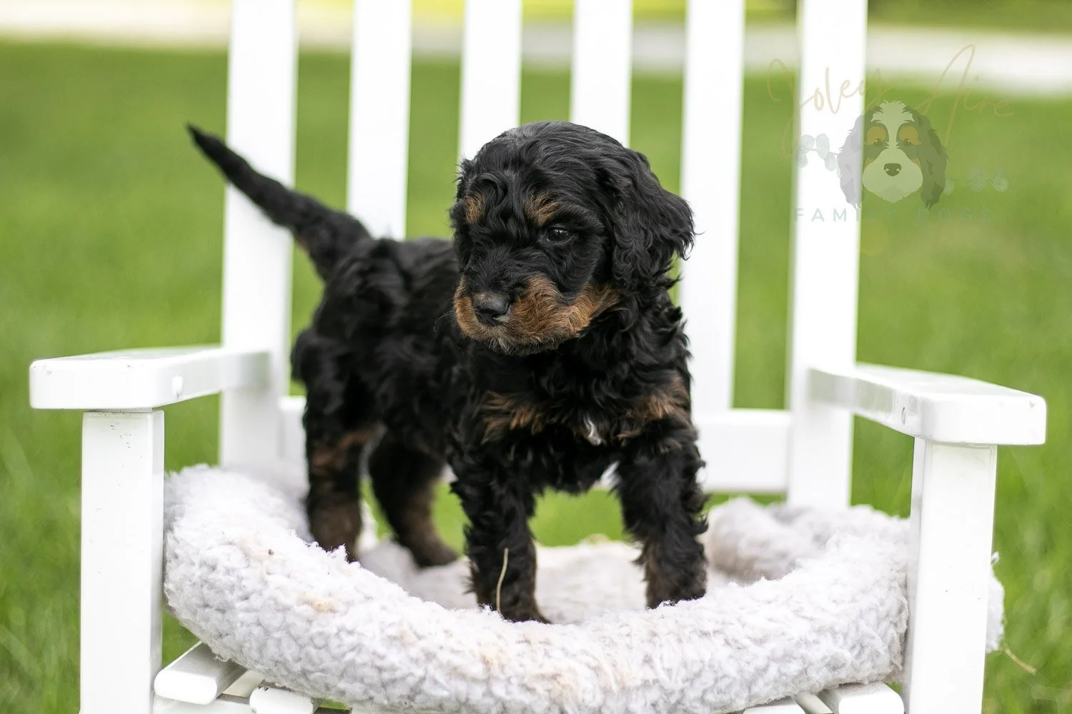 Bryce Bernedoodle Puppy-804.jpg