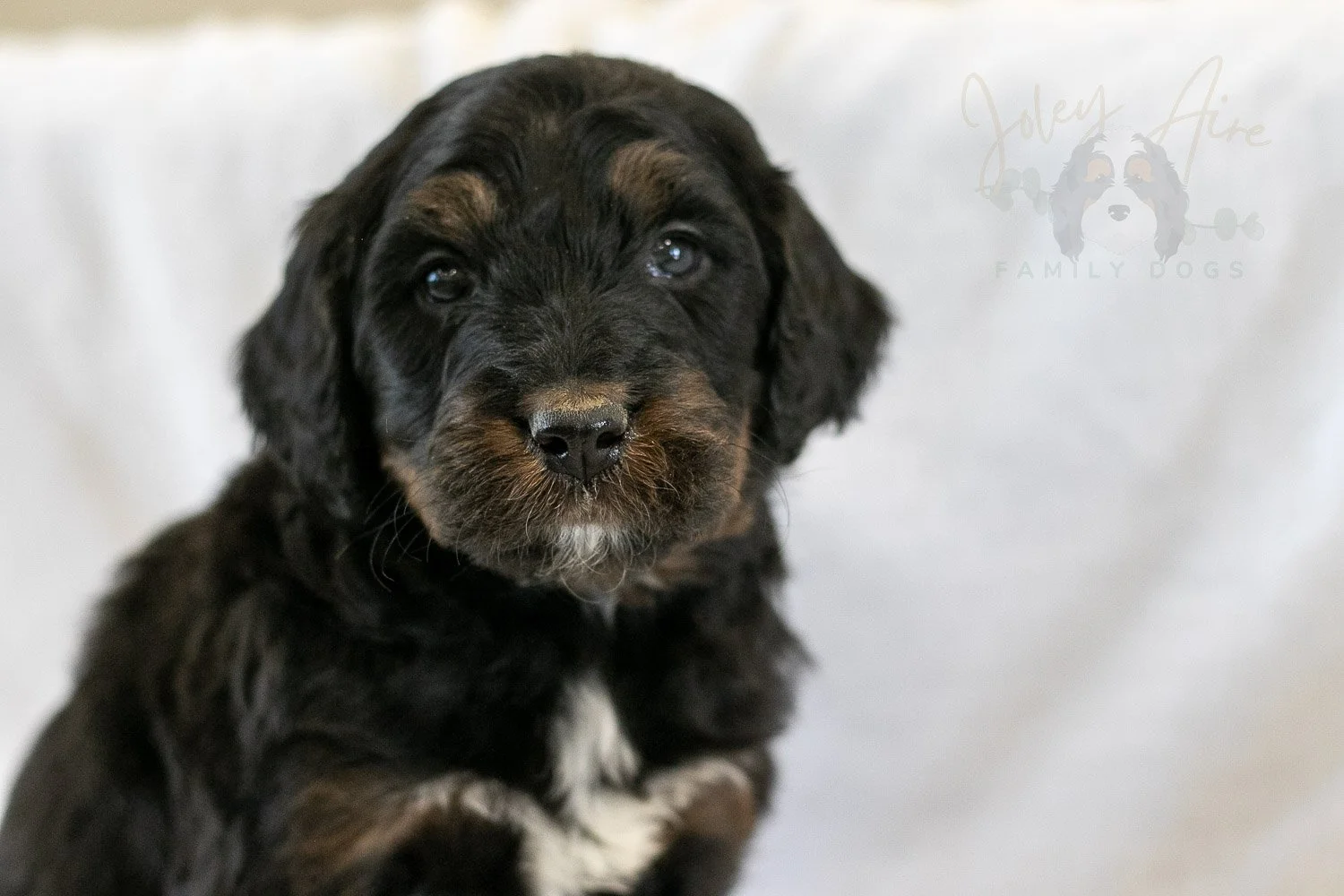 Prince Charming 🔴 Reserved 