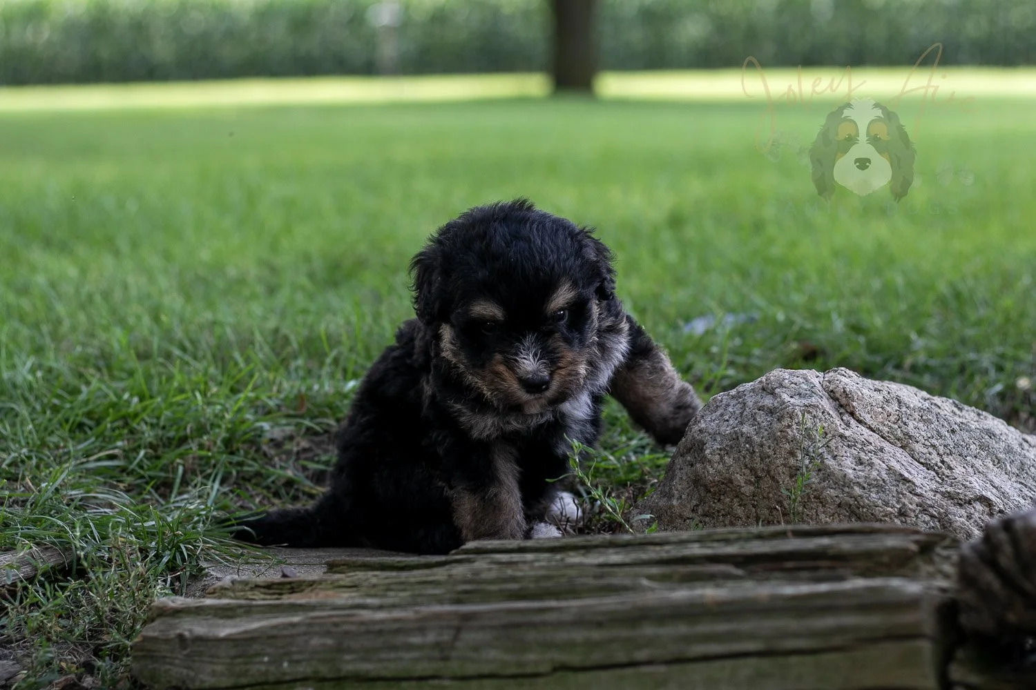 Da Vinci  Bernedoodle Puppy-187.jpg