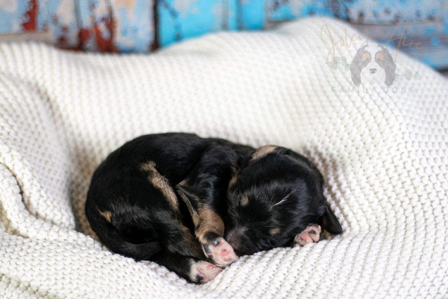 Georgia O'Keefe Bernedoodle Puppy-70.jpg