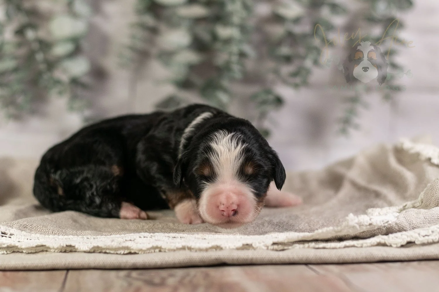 Harmonica Bernedoodle Puppy-5.jpg