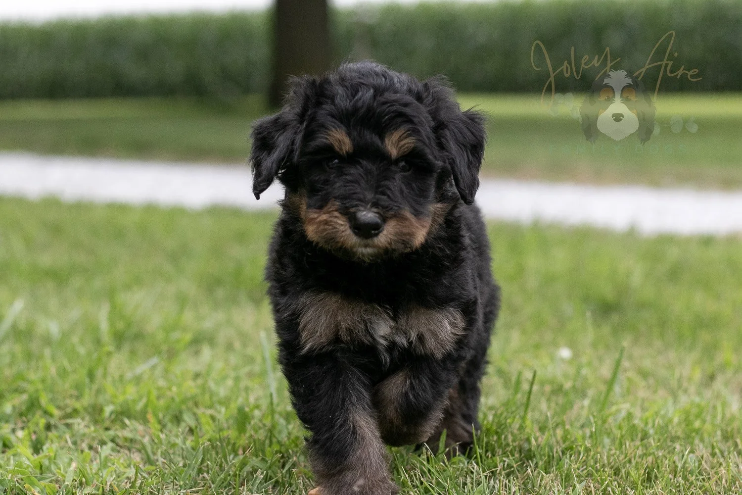 Gilbert Blythe Bernedoodle Puppy-120.jpg