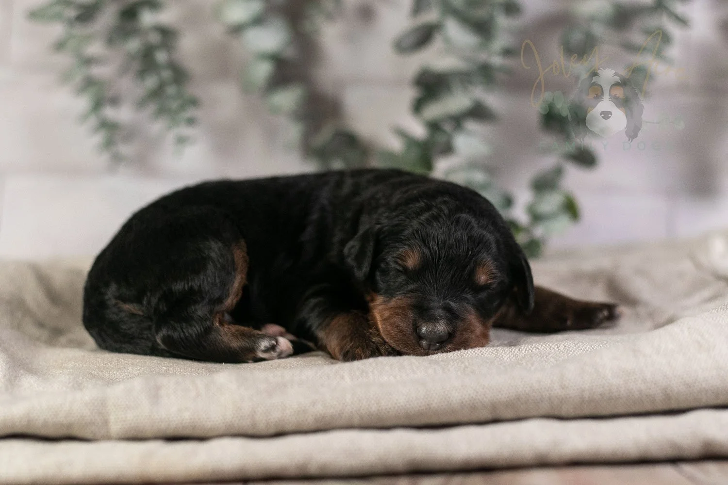 Banjo Bernedoodle Puppy-3.jpg
