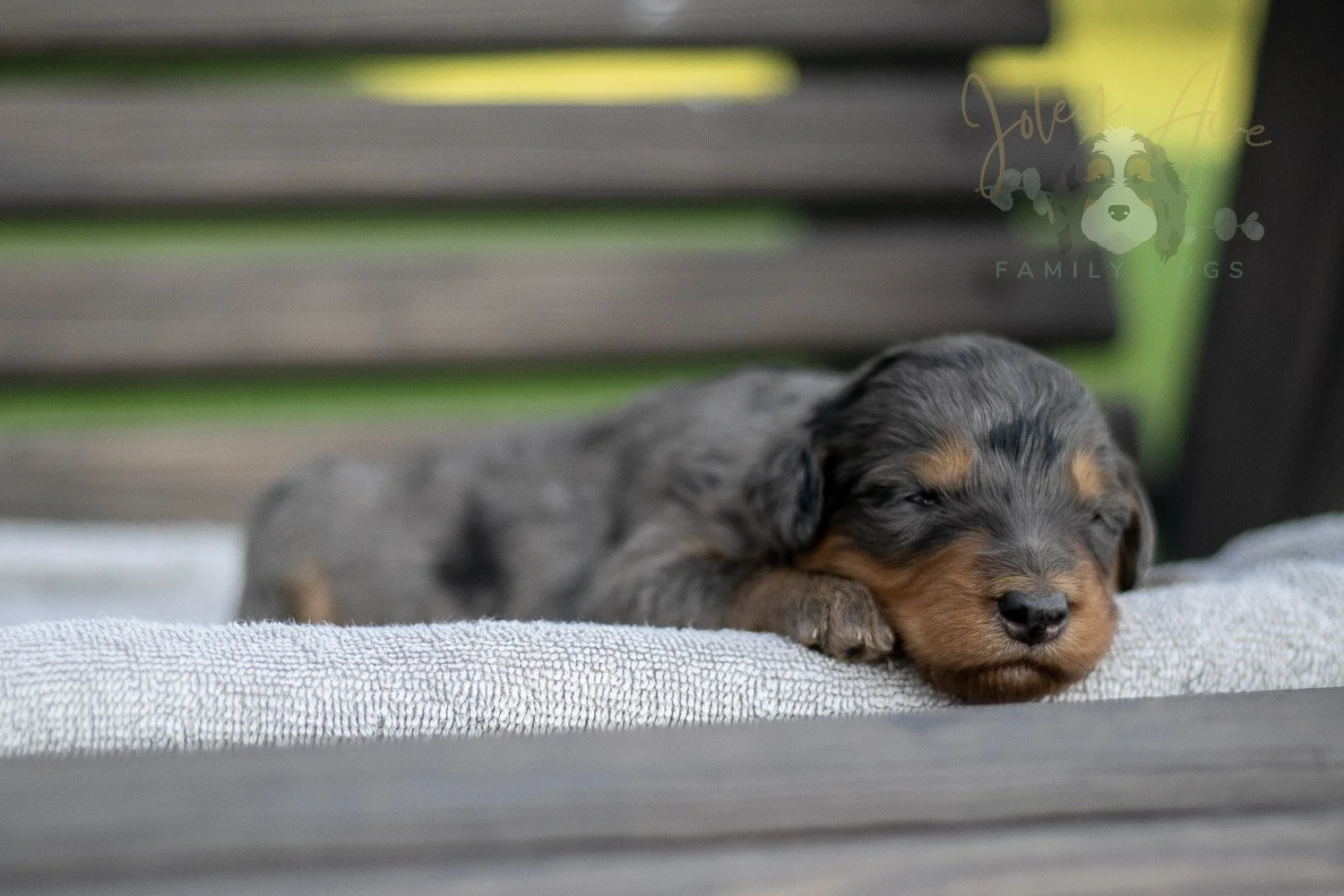Josie Pye Bernedoodle Puppy-10.jpg
