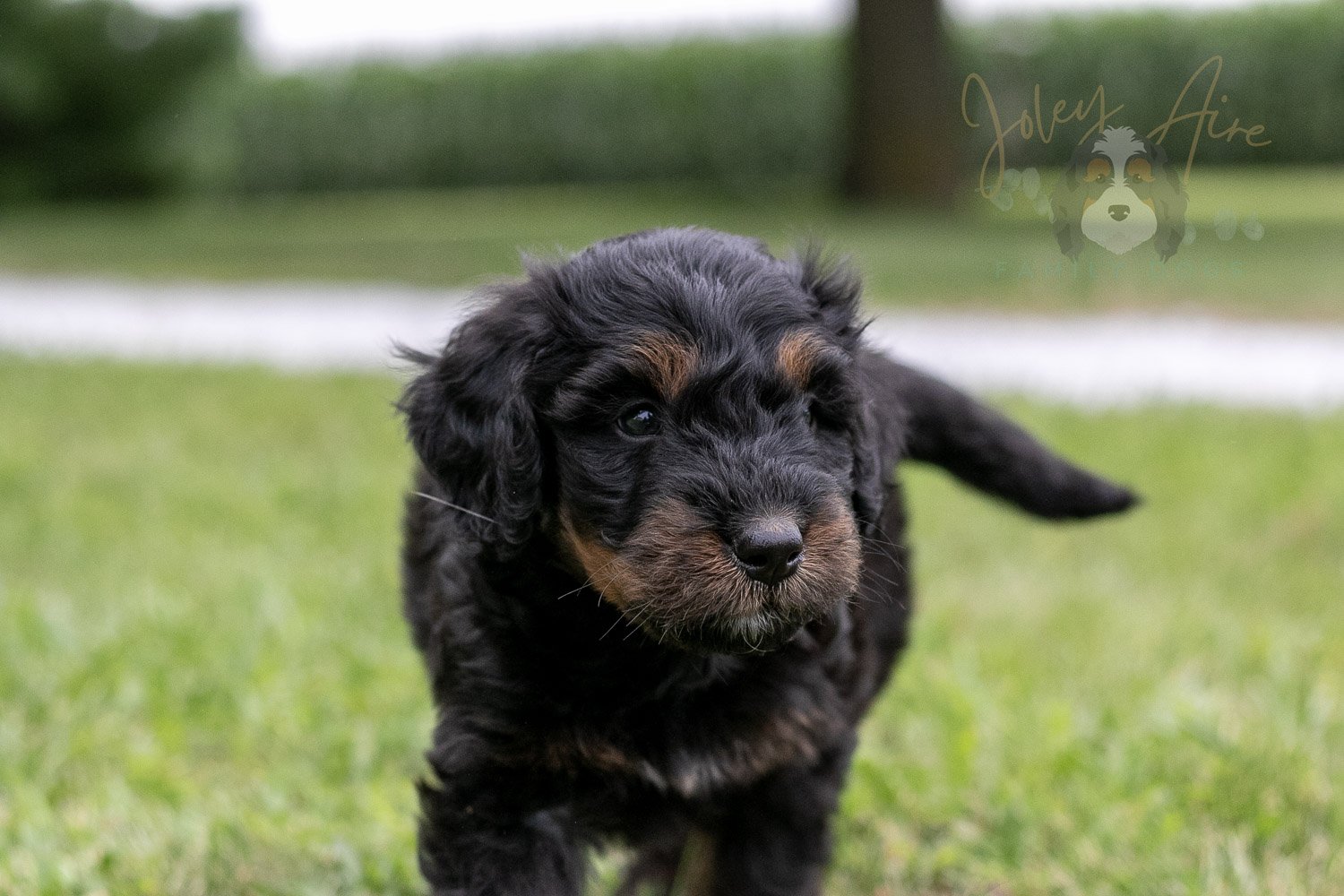 Olympic Bernedoodle Puppy-38.jpg
