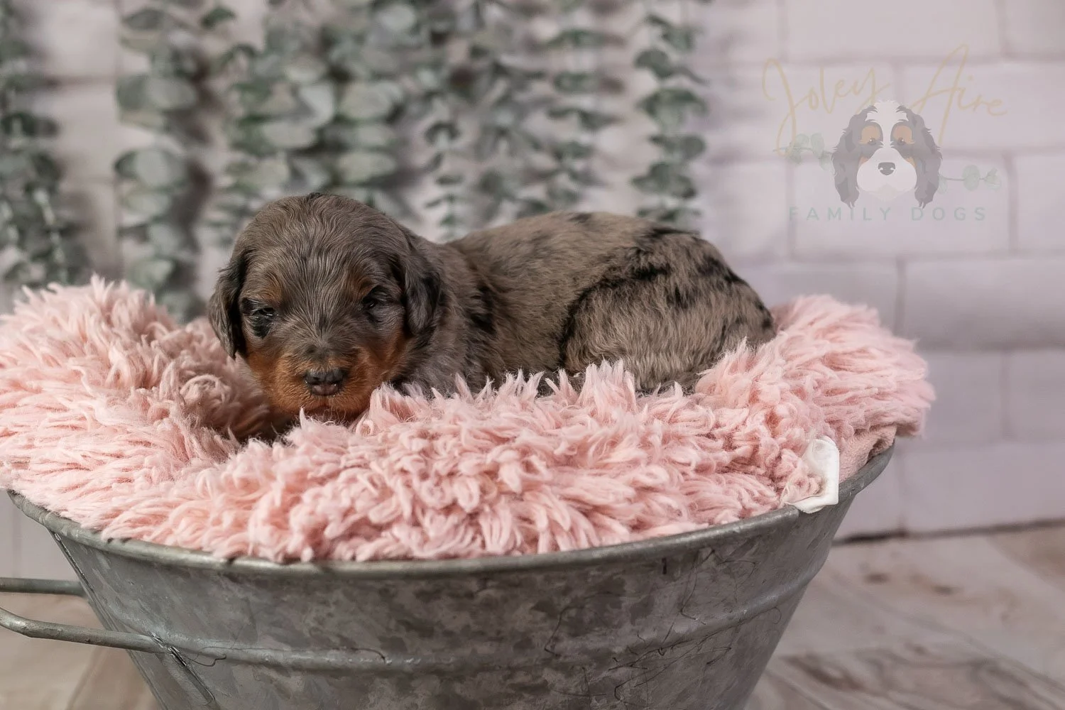 Flute Bernedoodle Puppy-18.jpg