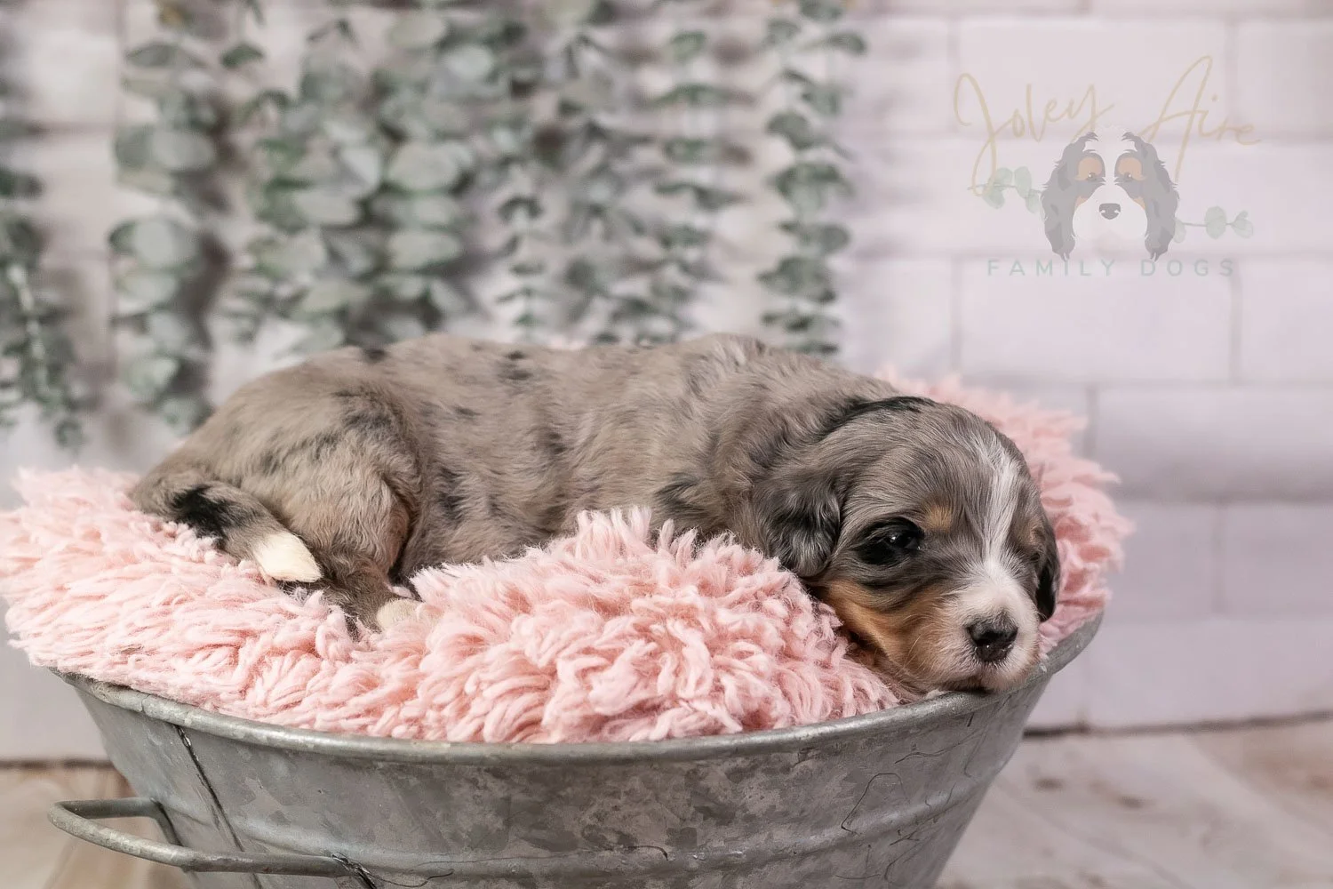 Drum Bernedoodle Puppy-19.jpg
