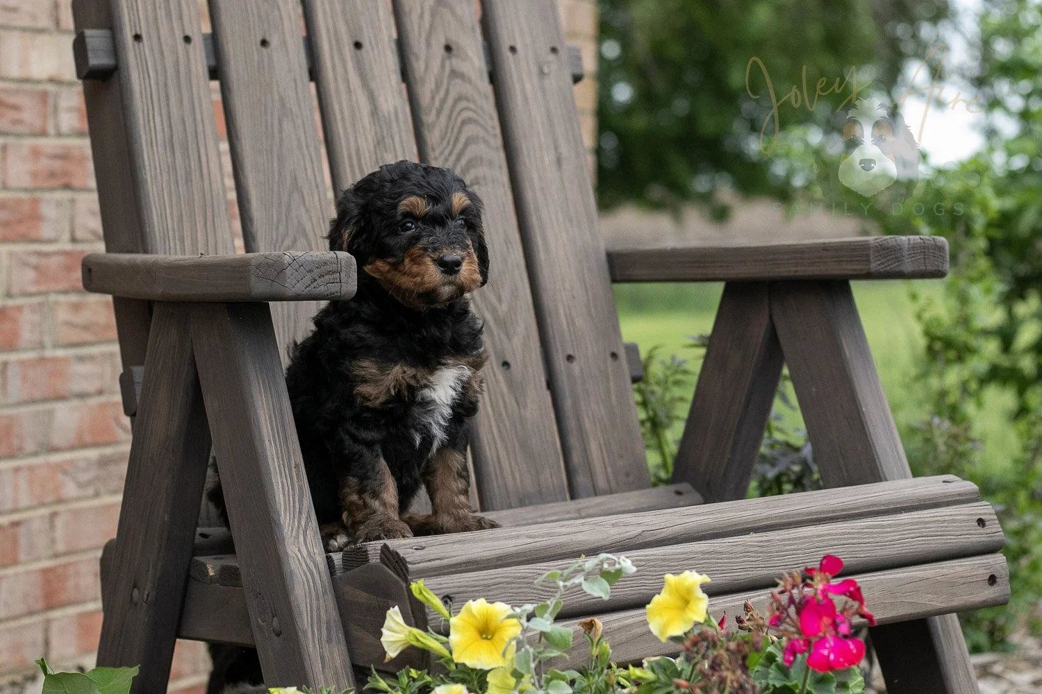 Banjo Bernedoodle Puppy-13.jpg