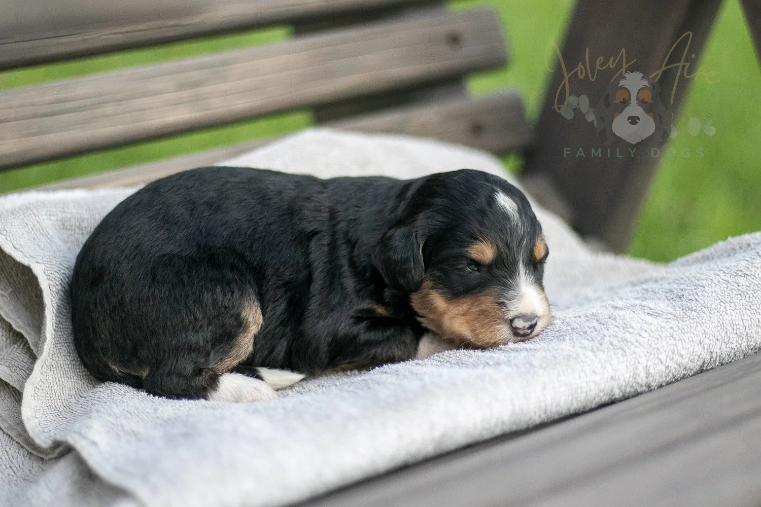 Walter Shirley Bernedoodle Puppy-36.jpg