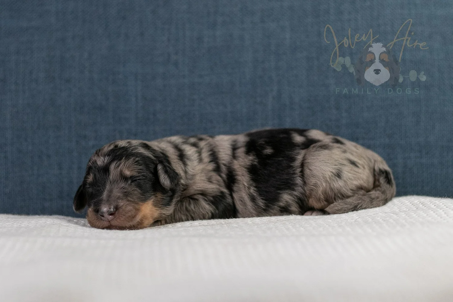 Adam Bernedoodle Puppy-39.jpg