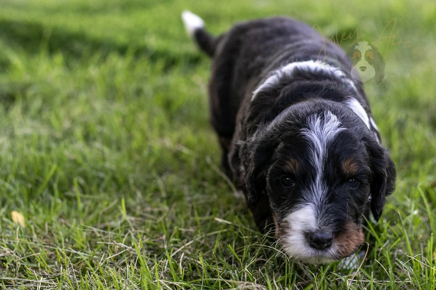 Yosemite Bernedoodle Puppy-367.jpg
