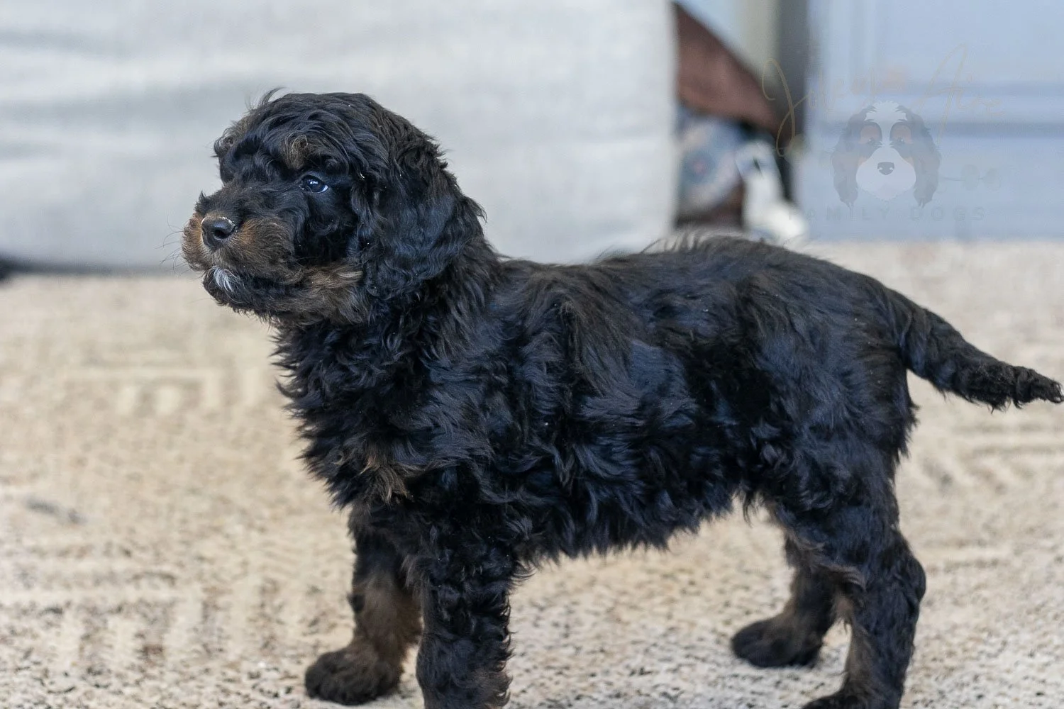 Aurora | Phantom Female F1 Bernedoodle Puppy – Illinois