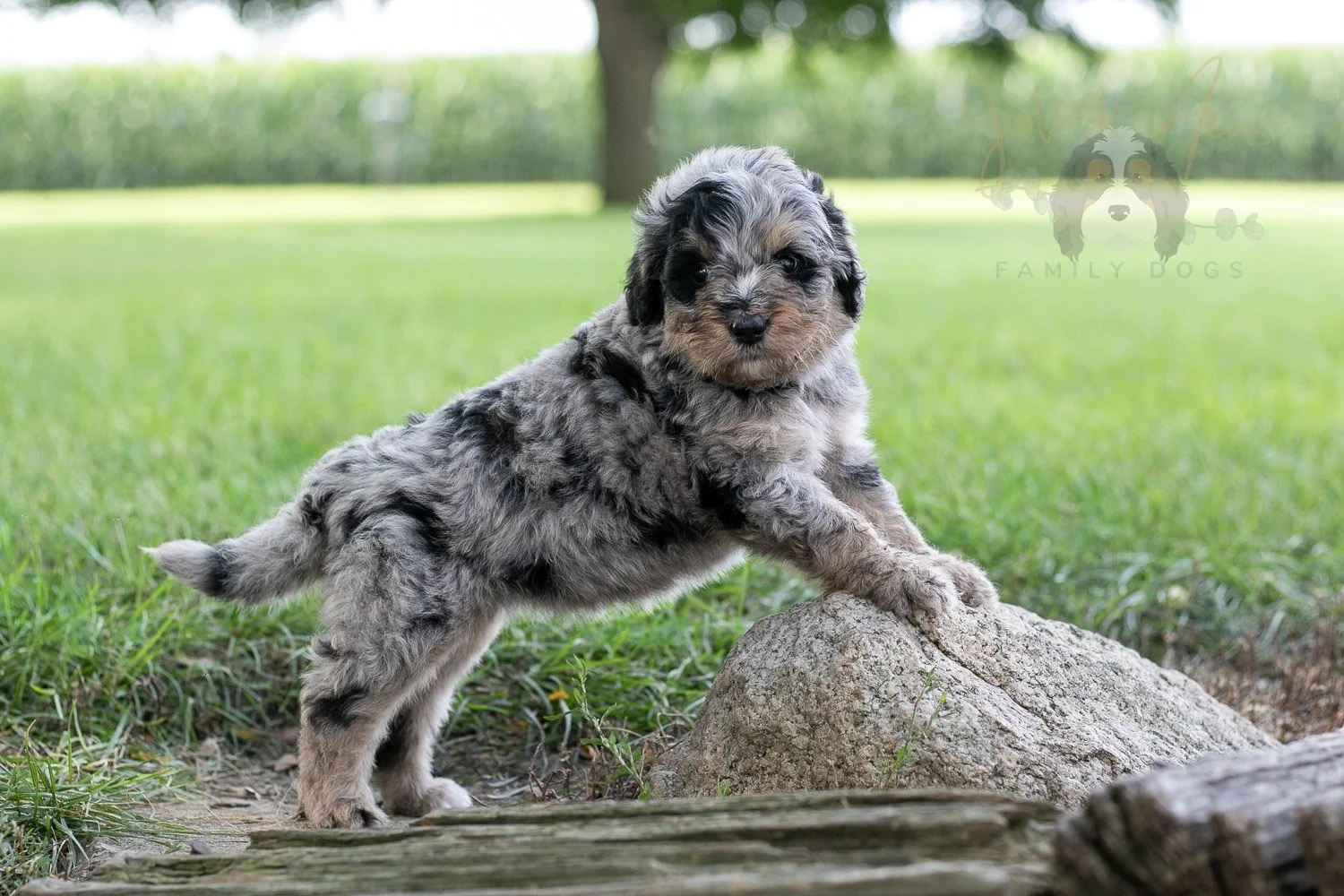 Frida Bernedoodle Puppy-139.jpg