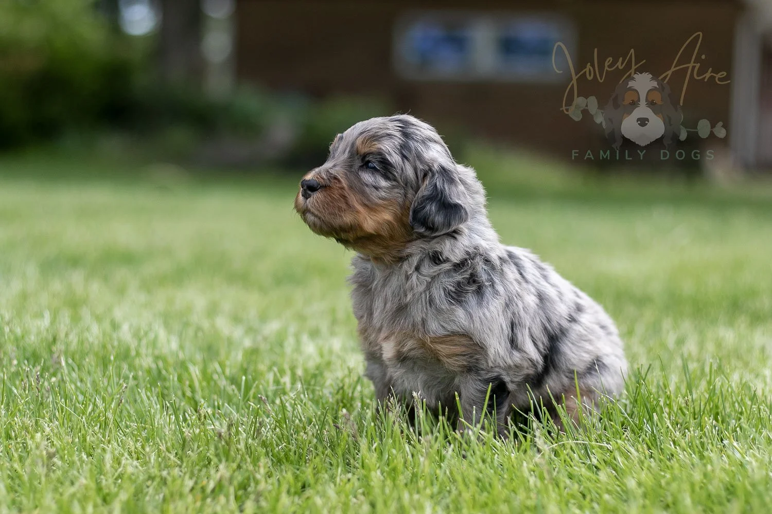 Ukelele Bernedoodle Puppy-42.jpg