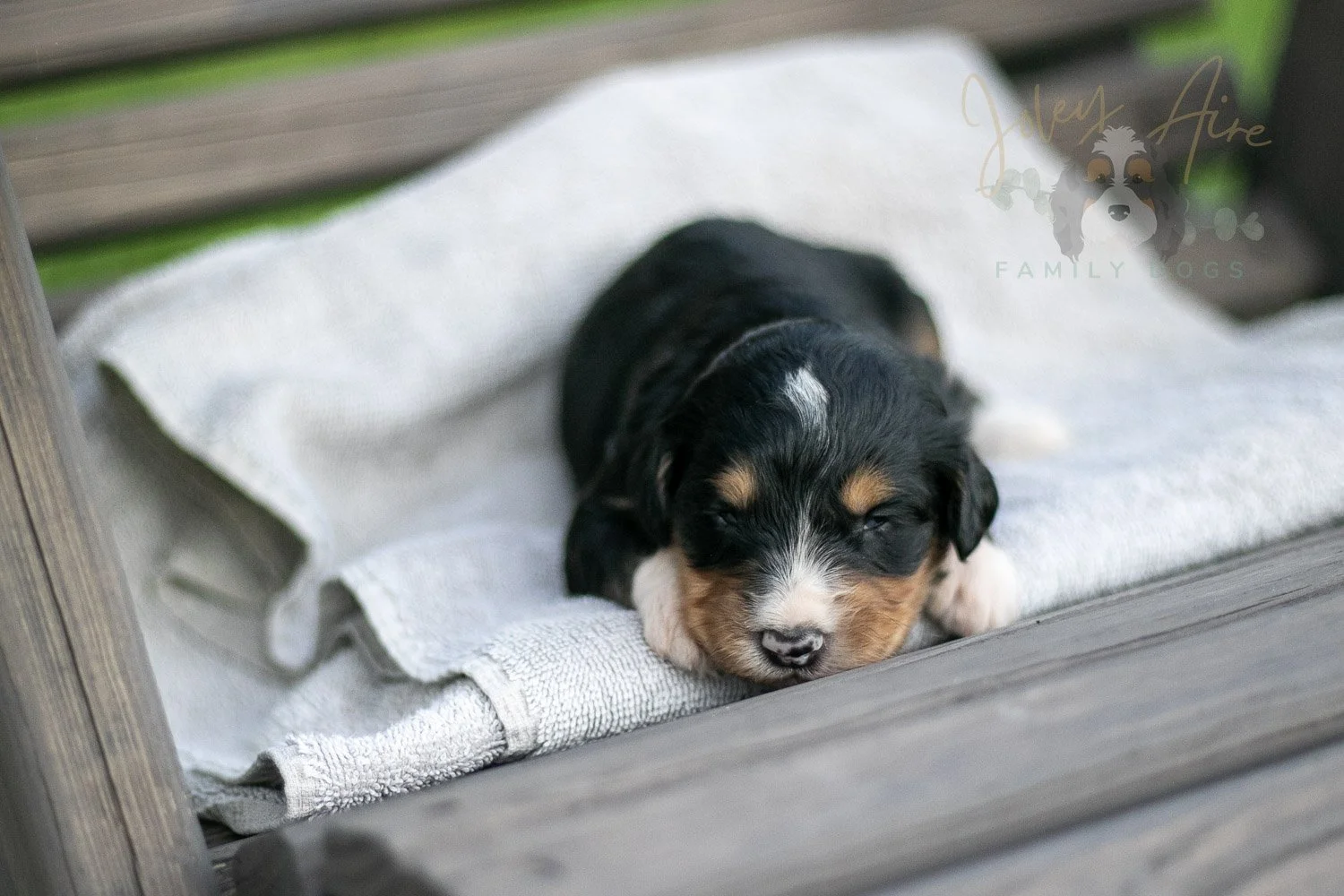 Walter Shirley Bernedoodle Puppy-34.jpg
