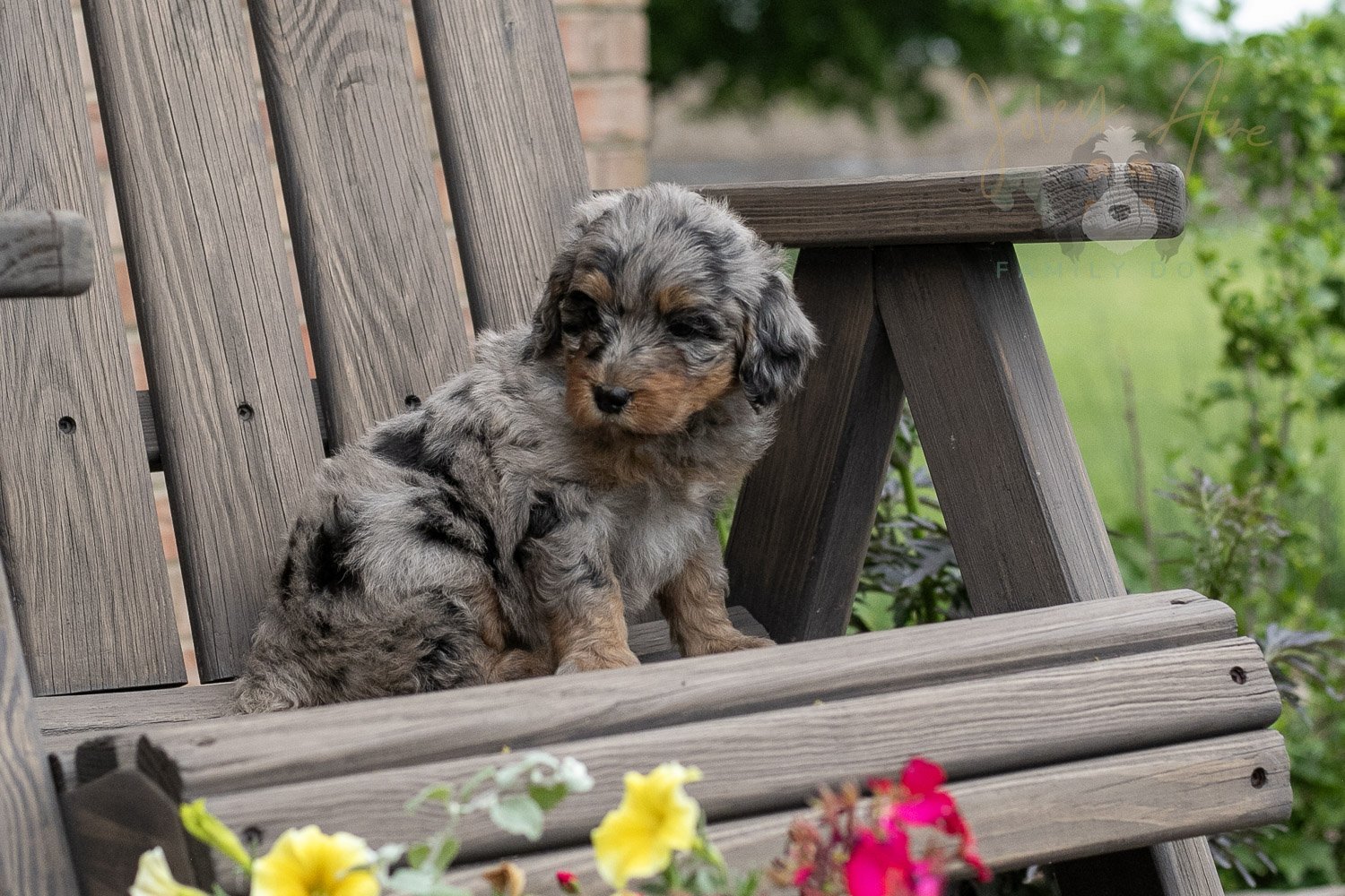 Ukulele Bernedoodle Puppy-9.jpg