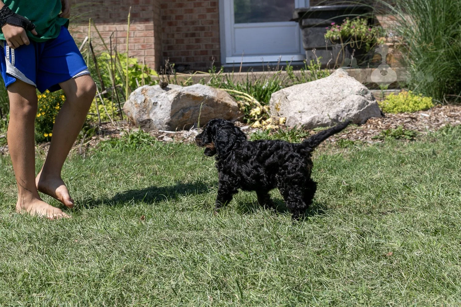 Denali Bernedoodle Puppy-529.jpg