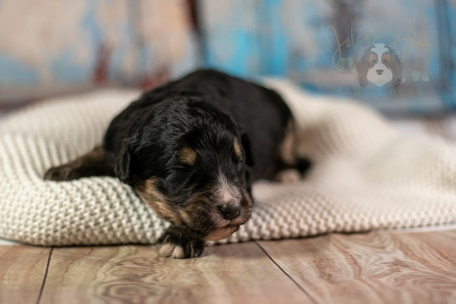 Da Vinci Bernedoodle Puppy-175.jpg