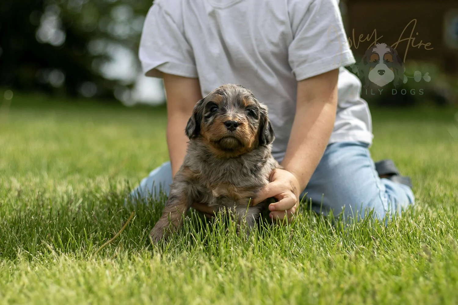 Ukelele Bernedoodle Puppy-28.jpg
