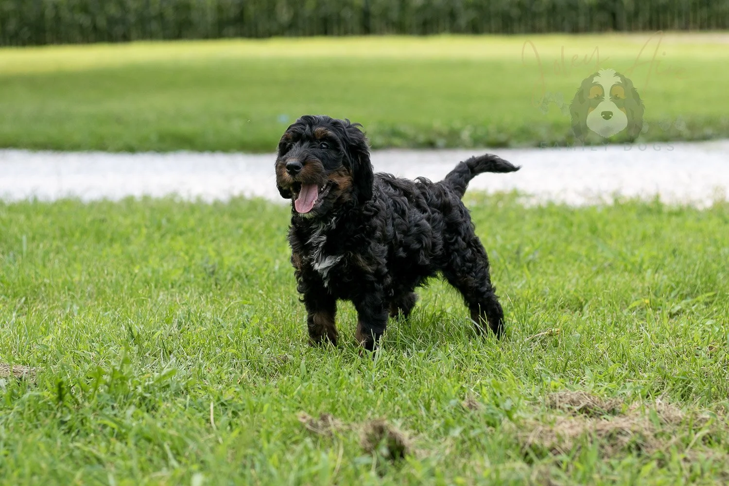 Denali Bernedoodle Puppy-118.jpg
