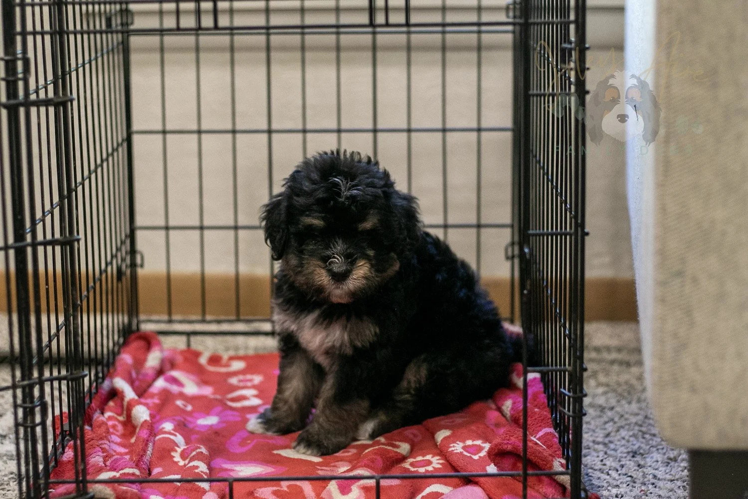 Georgia Bernedoodle Puppy-439.jpg