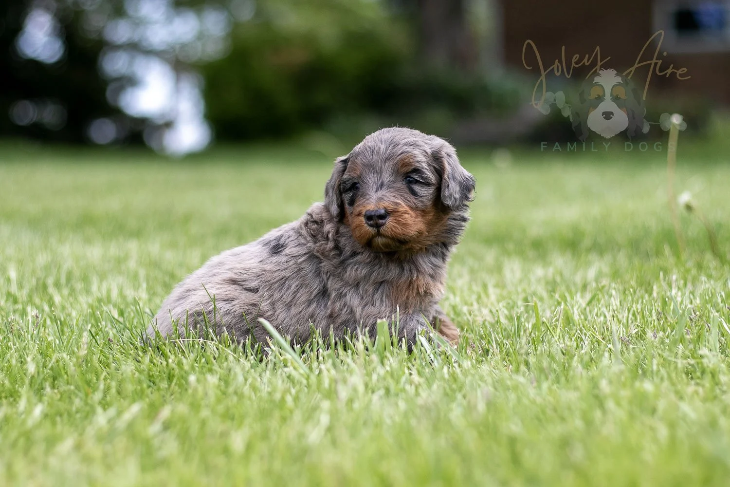 Flute Bernedoodle Puppy-44.jpg