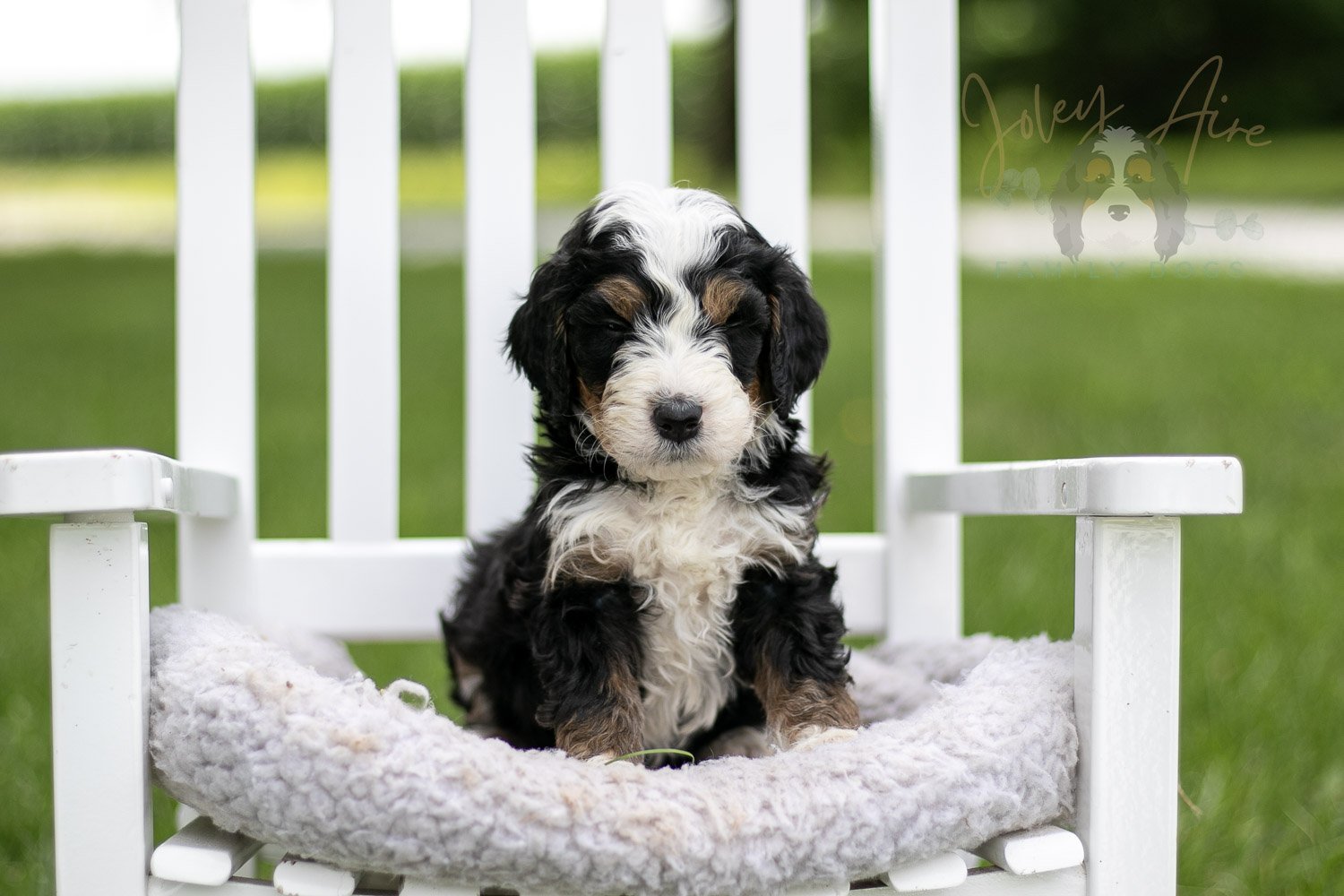 Yellowstone Bernedoodle Puppy-765.jpg