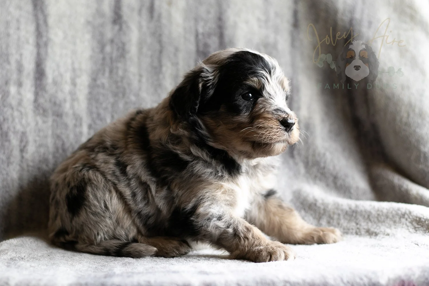 Frida Bernedoodle Puppy-146.jpg