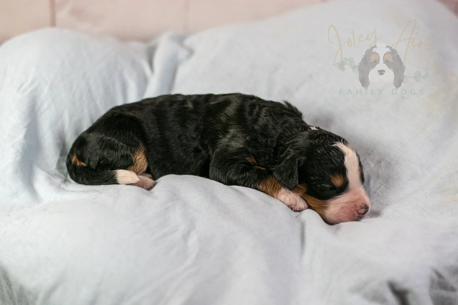 Anne Shirley Bernedoodle Puppy-17.jpg