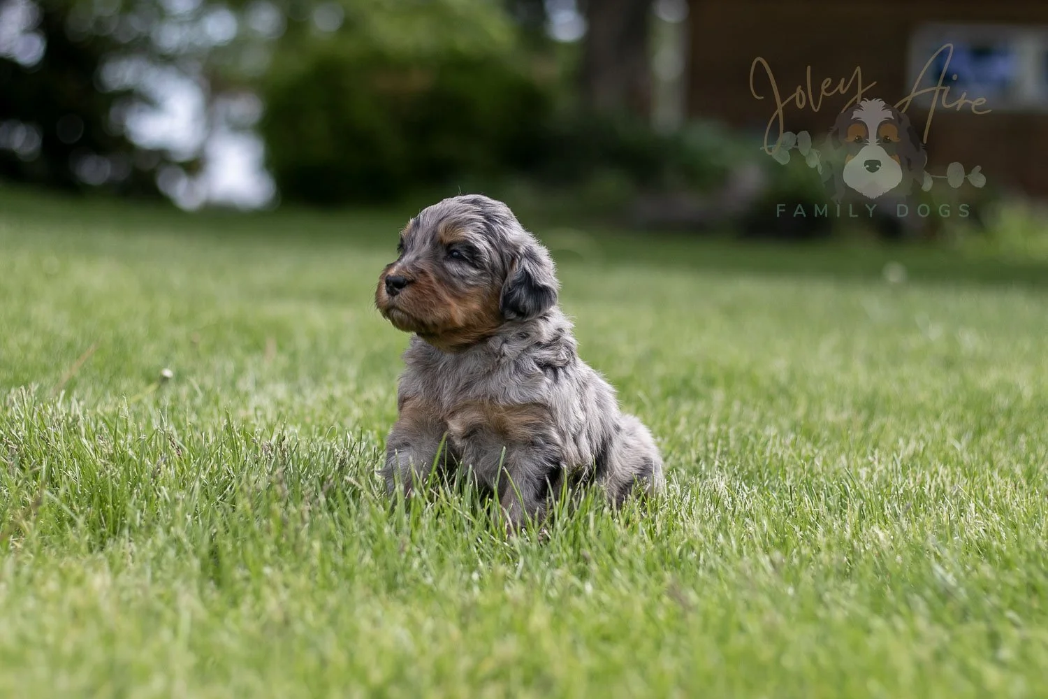 Ukelele Bernedoodle Puppy-31.jpg