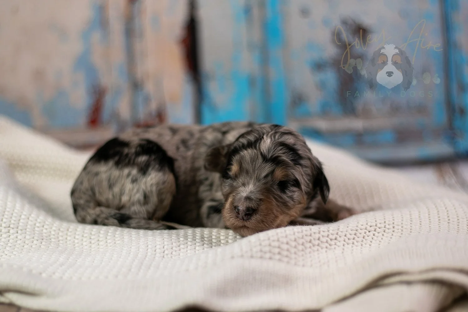 Mary Cassatt Bernedoodle Puppy-263.jpg