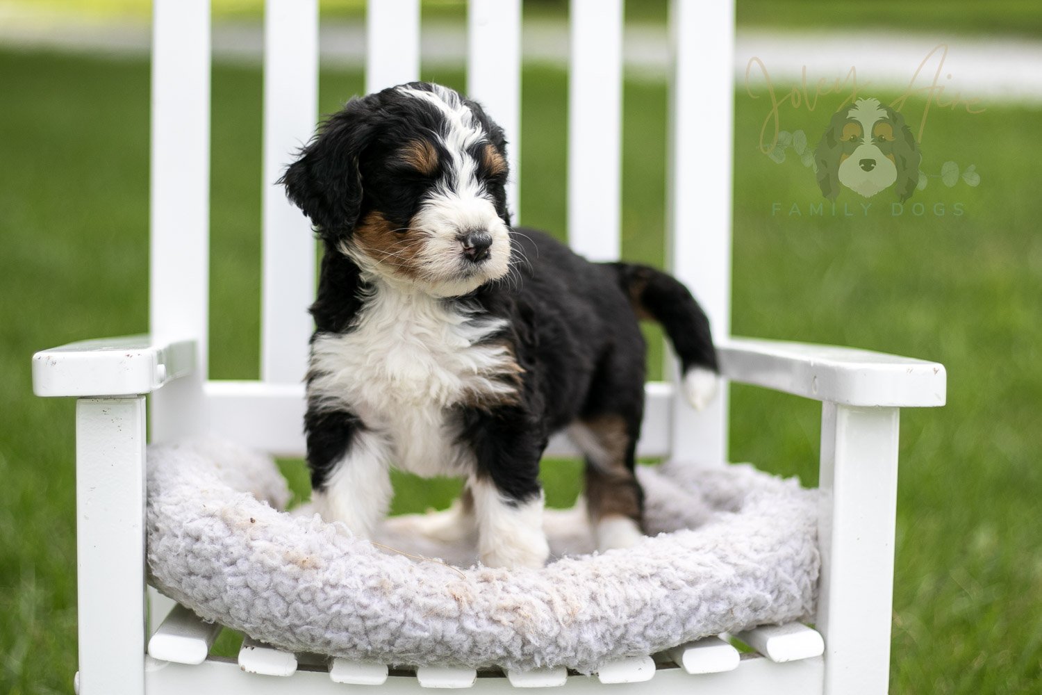 Zion Bernedoodle Puppy-826.jpg