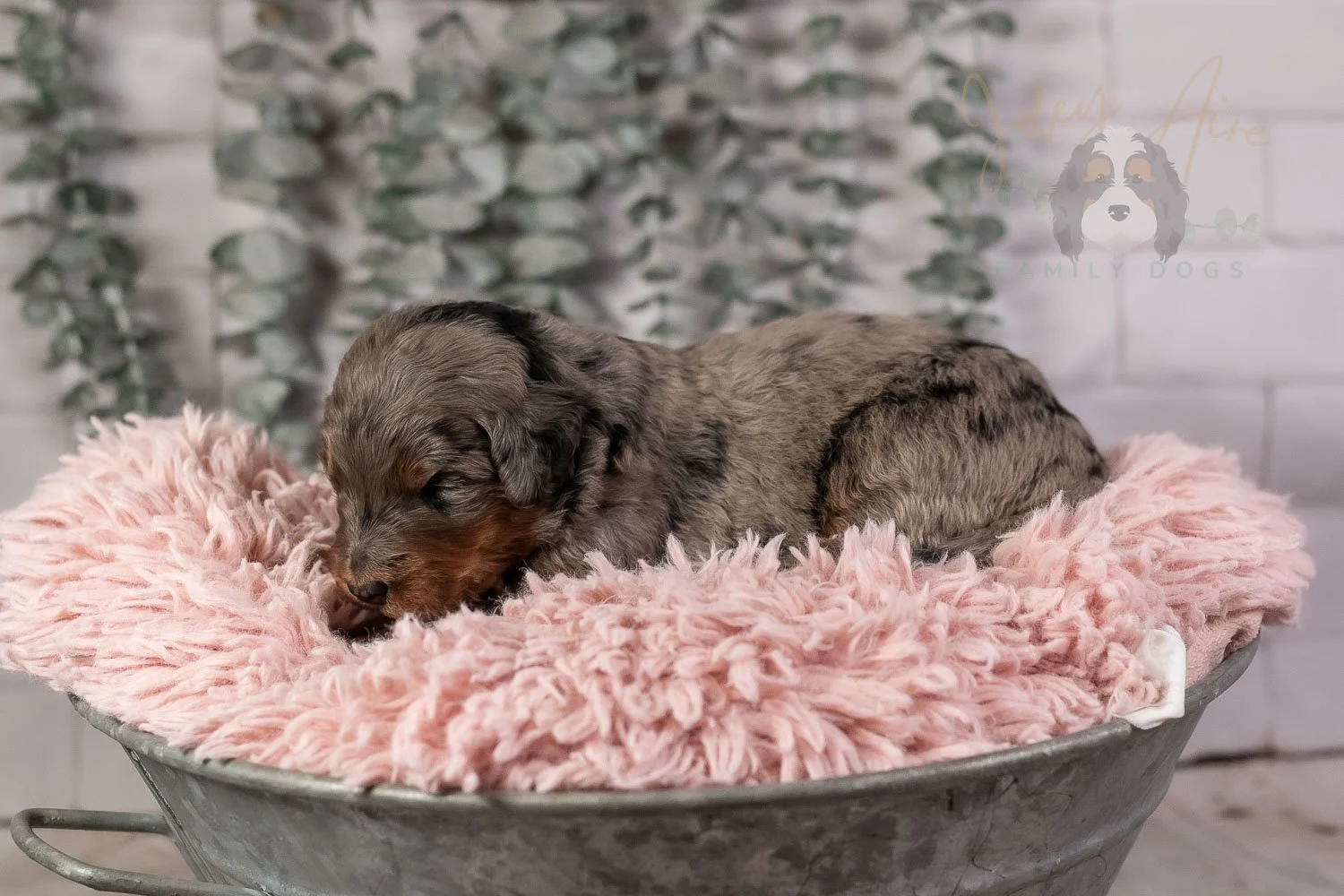 Flute Bernedoodle Puppy-17.jpg