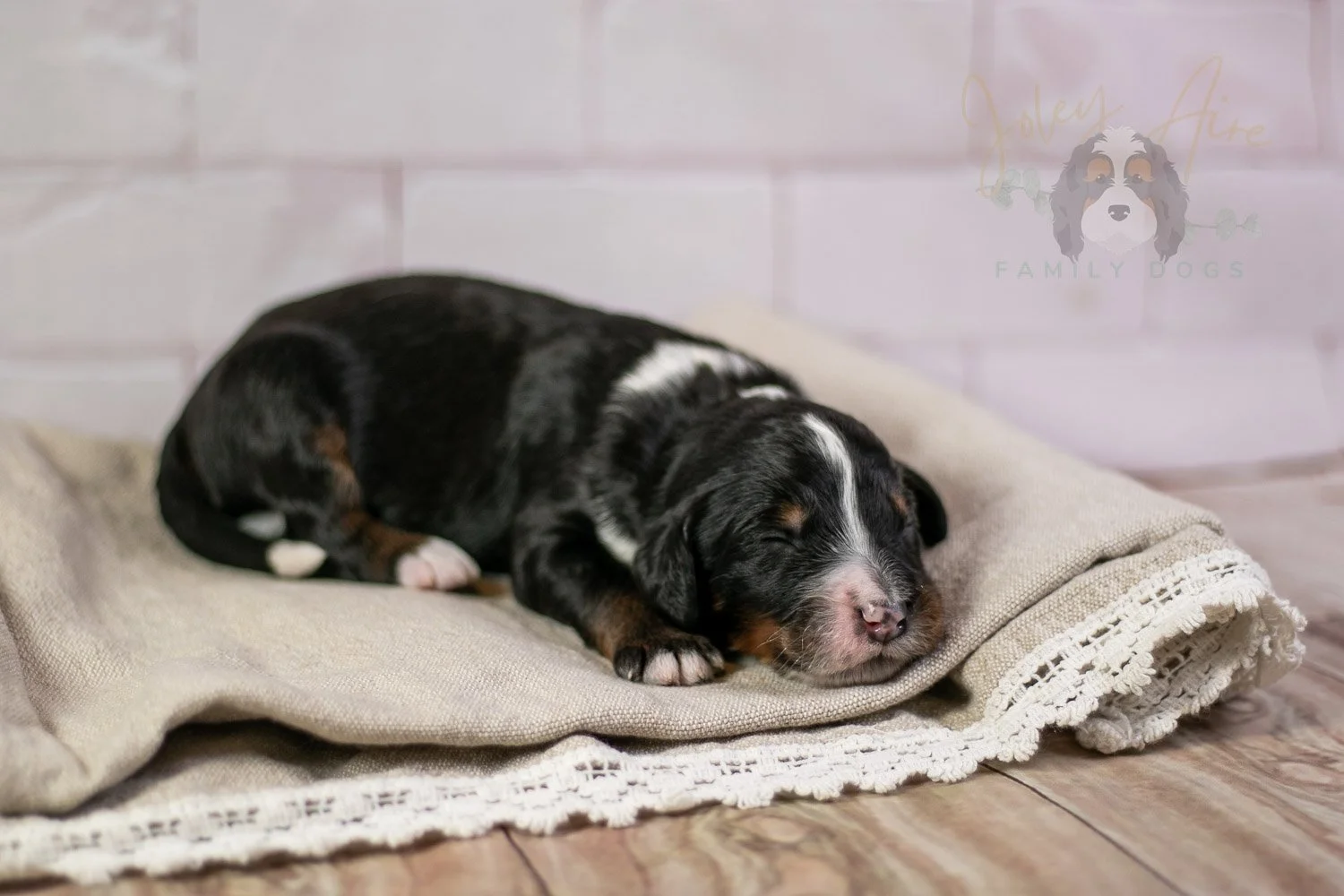 Yosemite Bernedoodle Puppy-188.jpg