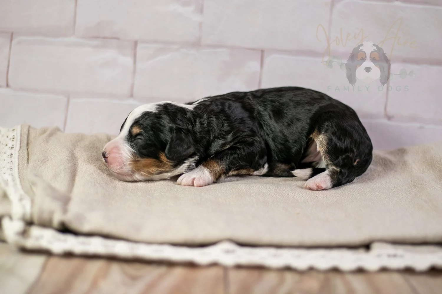 Yellowstone Bernedoodle Puppy-206.jpg