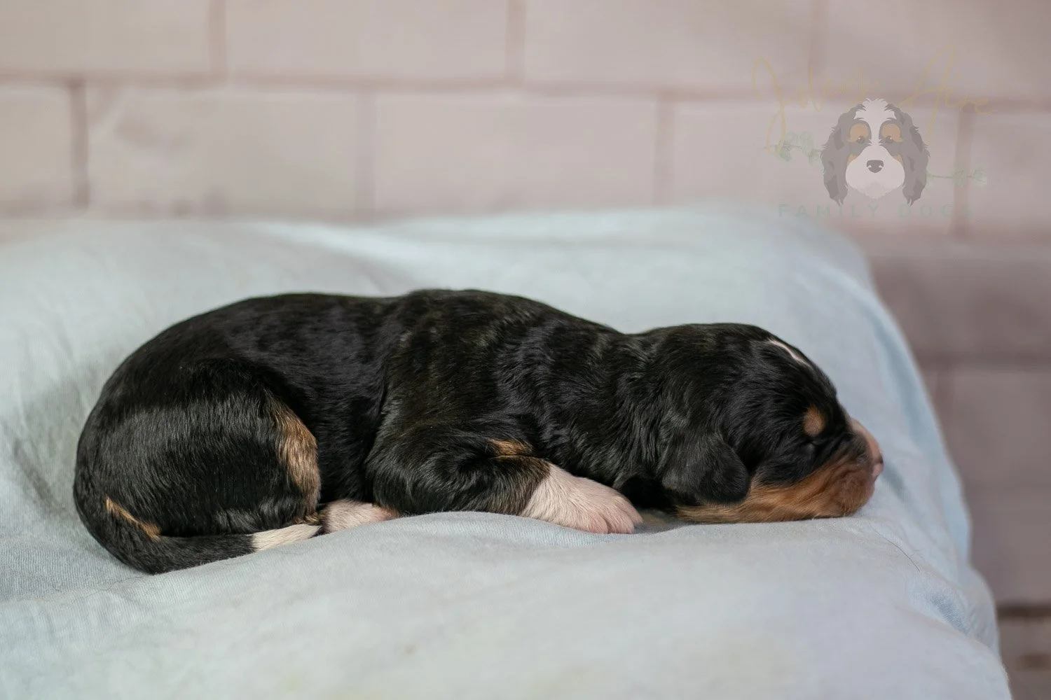 Walter Shirley Bernedoodle Puppy-84.jpg