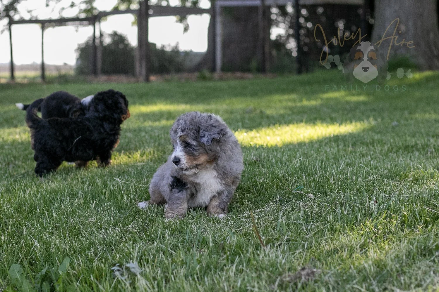 Drum Bernedoodle Puppy-11.jpg