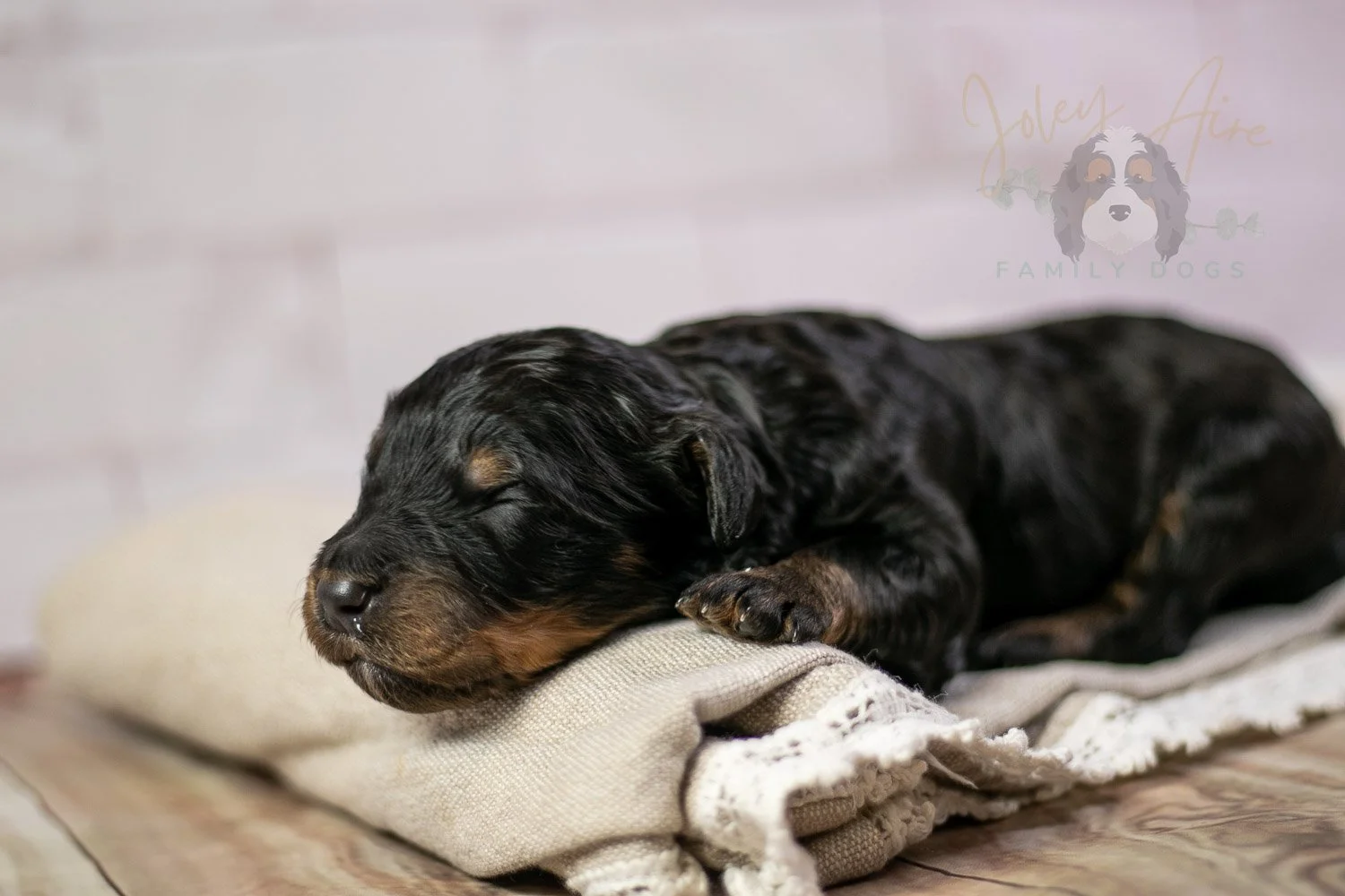 Bryce Bernedoodle Puppy-199.jpg