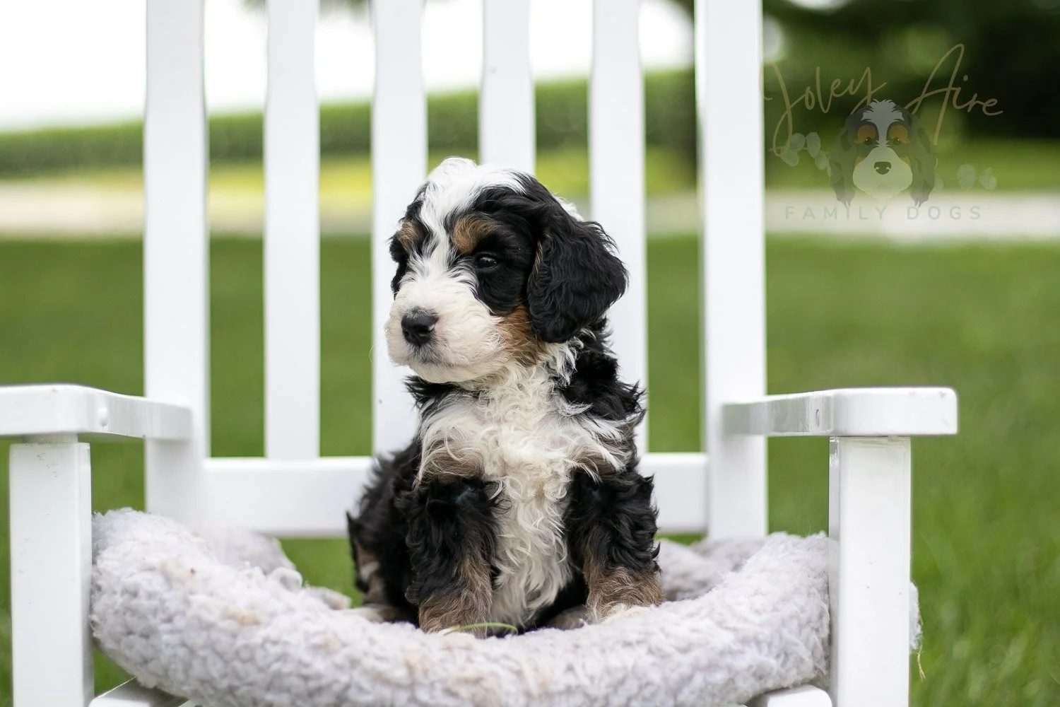 Yellowstone Bernedoodle Puppy-767.jpg
