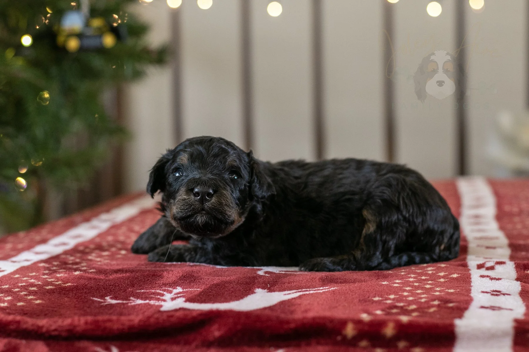 Aurora | Phantom Female F1 Bernedoodle Puppy – Illinois