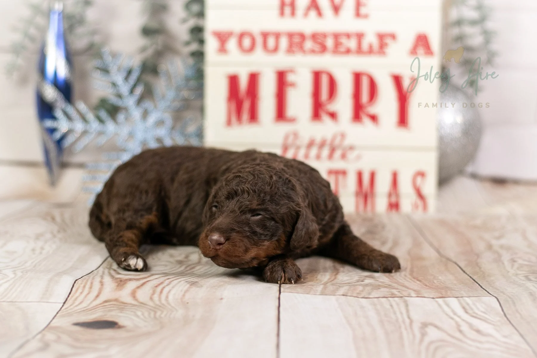 Arwen - Chocolate Bernedoodle Puppy