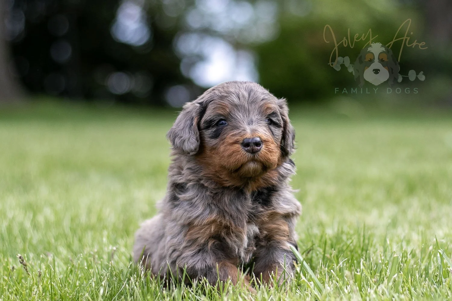 Flute Bernedoodle Puppy-29.jpg