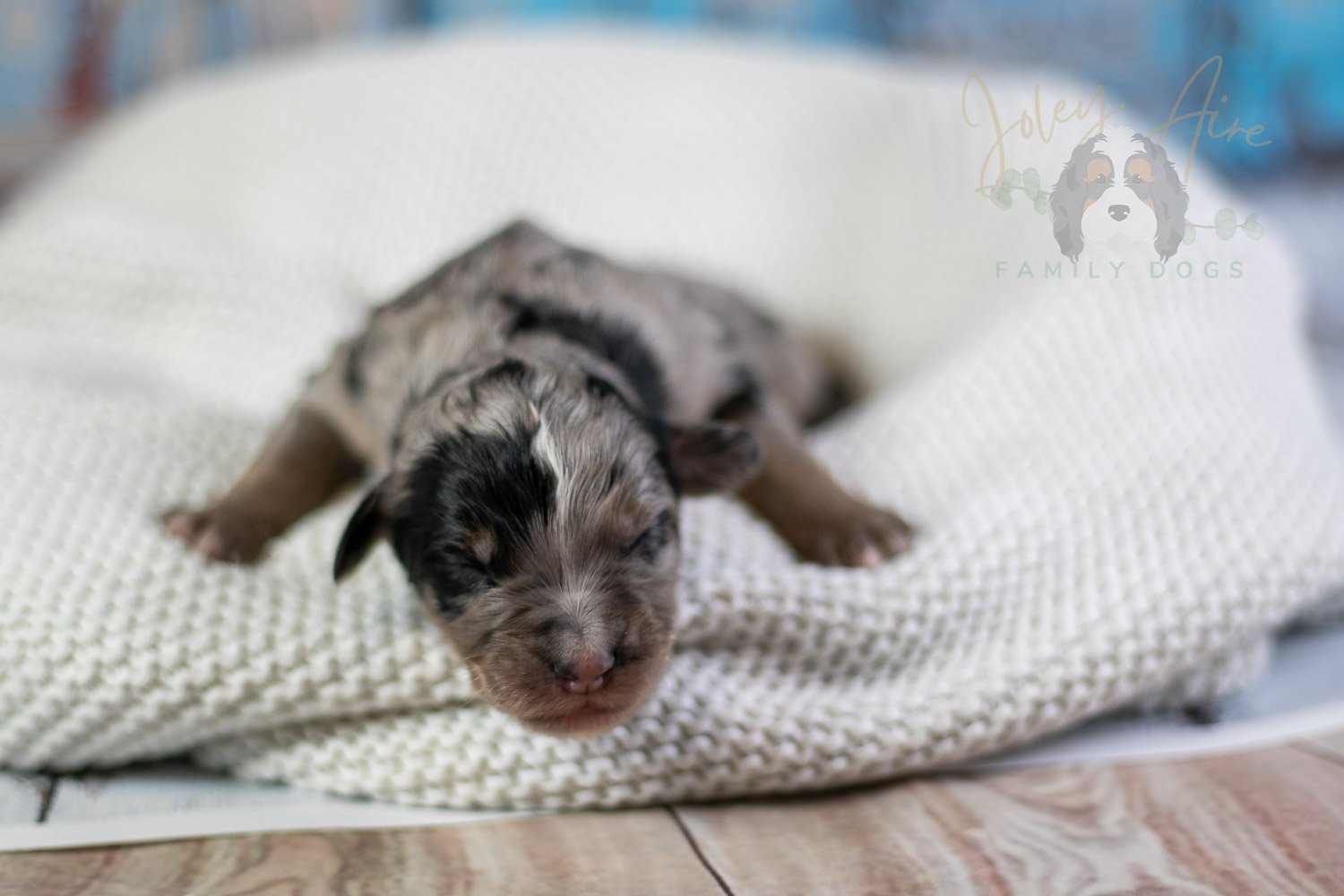 Frida Kahlo Bernedoodle Puppy-28.jpg